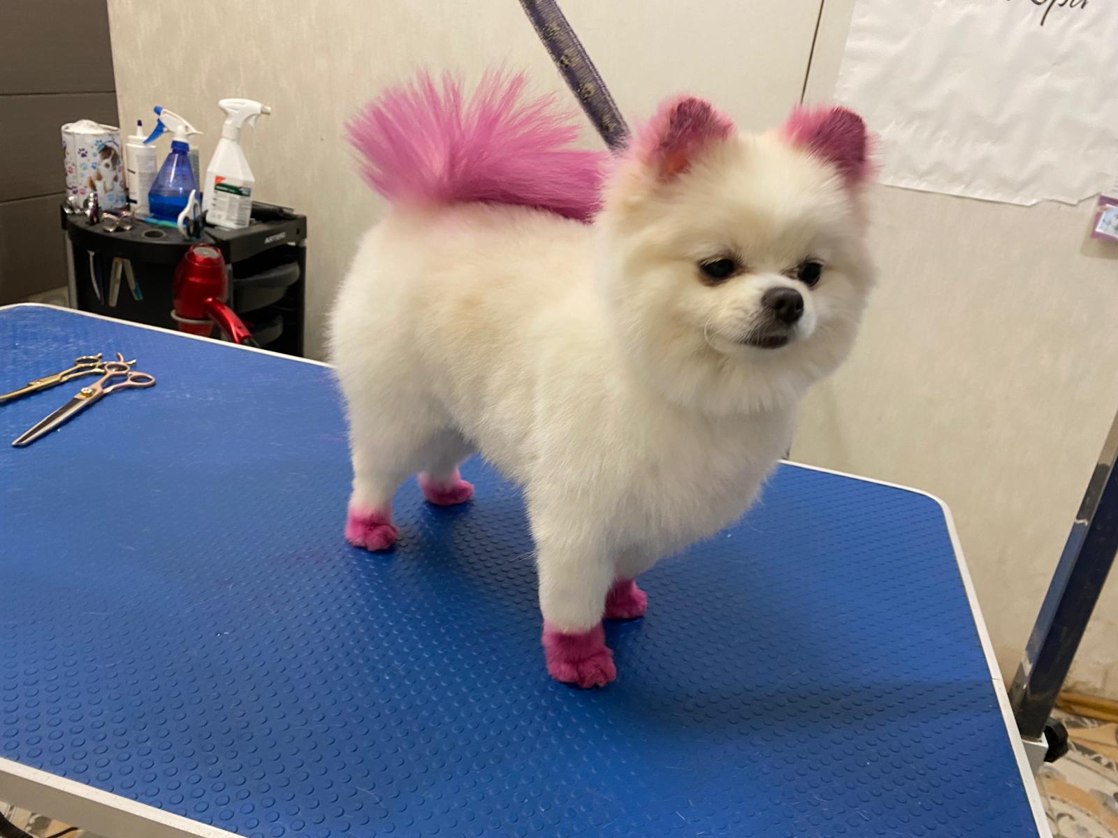 Pomeranian coafat în salonul Royal Pet Spa