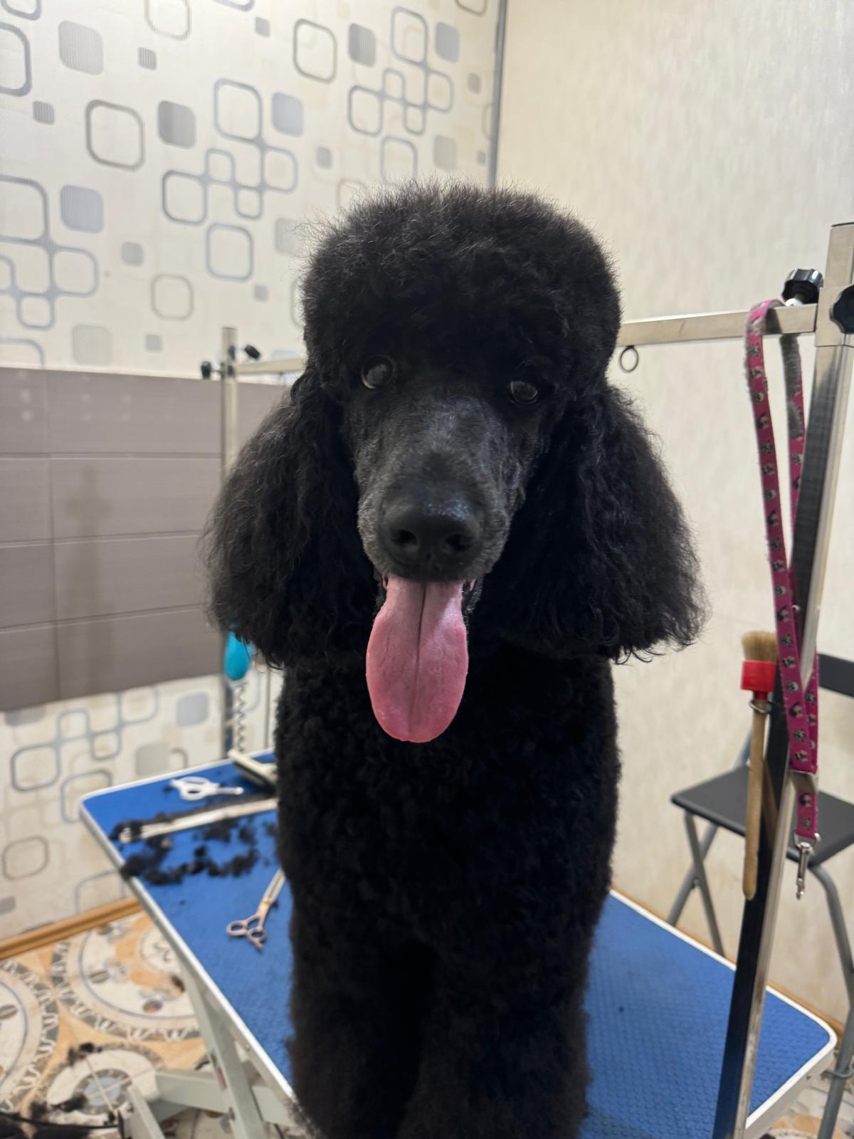 Pudel îngrijit în salon
